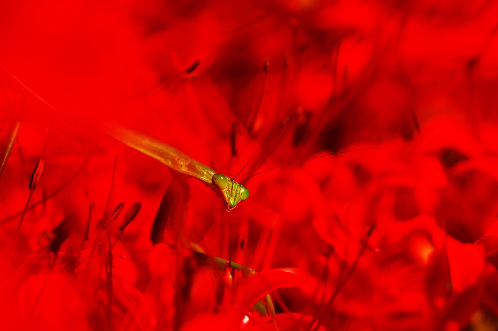 燃ゆるカマキリ