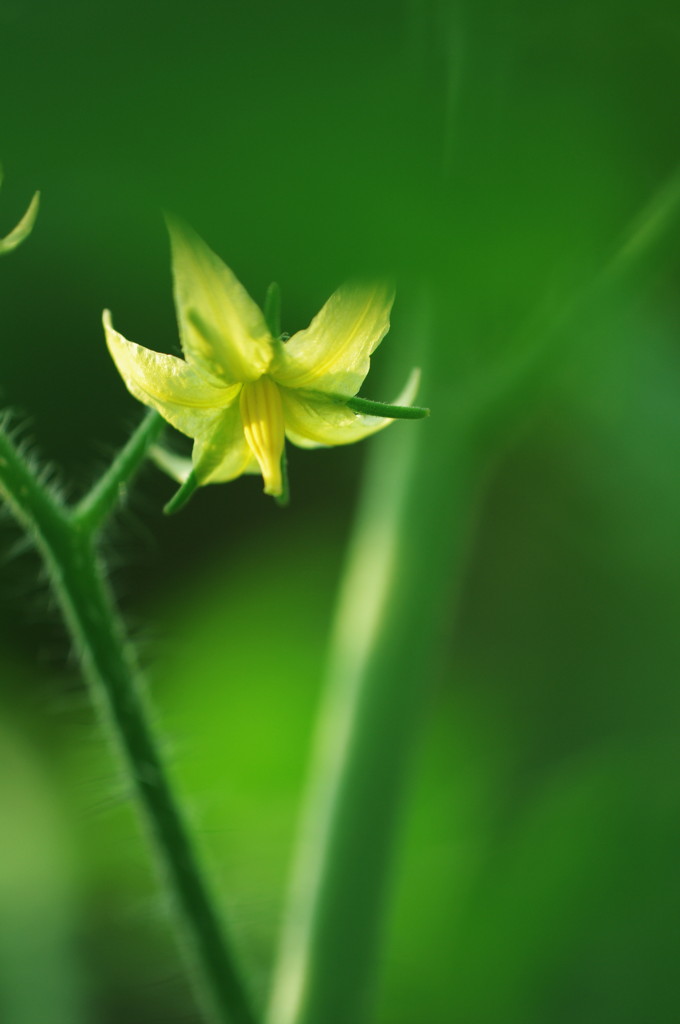 とまとの花