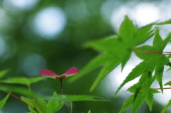 もみじの実