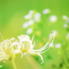 秋の花
