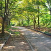 朝の遊歩道