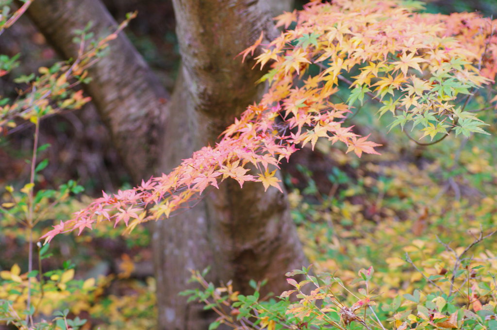 晩秋の紅葉