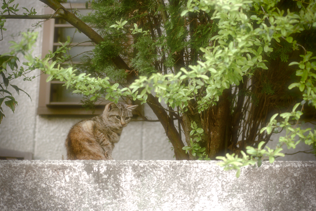吾輩は猫である、ニャー # 920