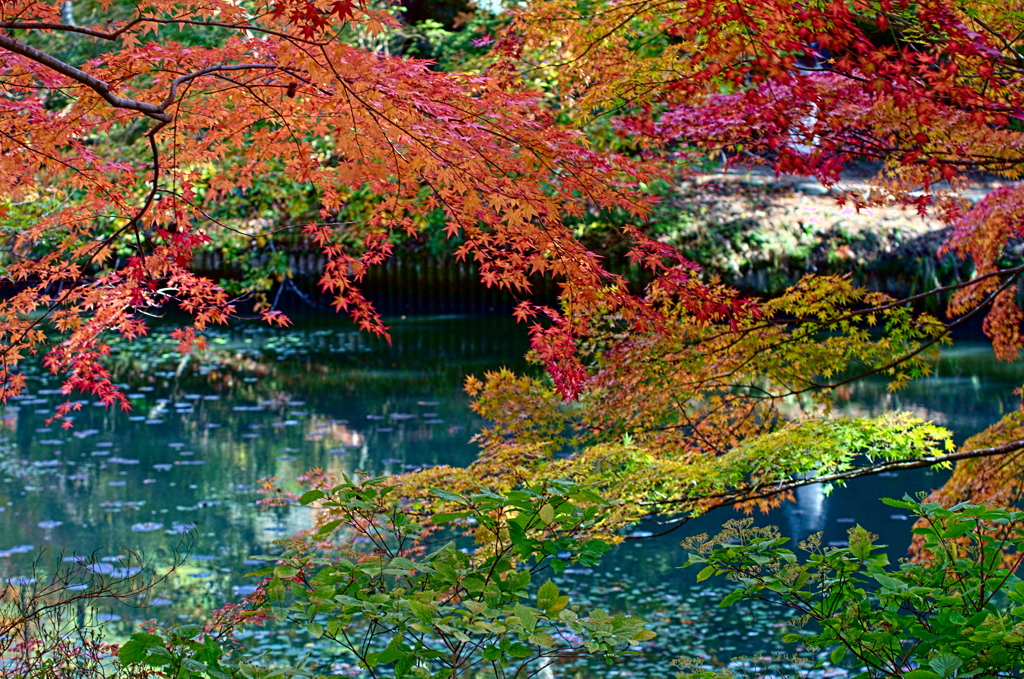 水辺の紅葉