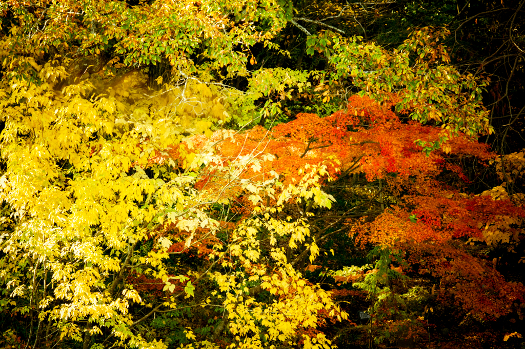 黄葉と紅葉