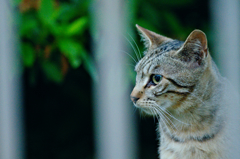 吾輩は猫である、ニャー # 150