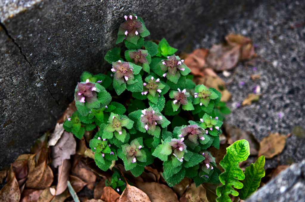 ヒメオドリコソウ