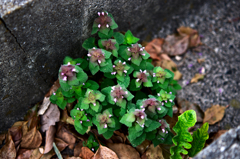 ヒメオドリコソウ