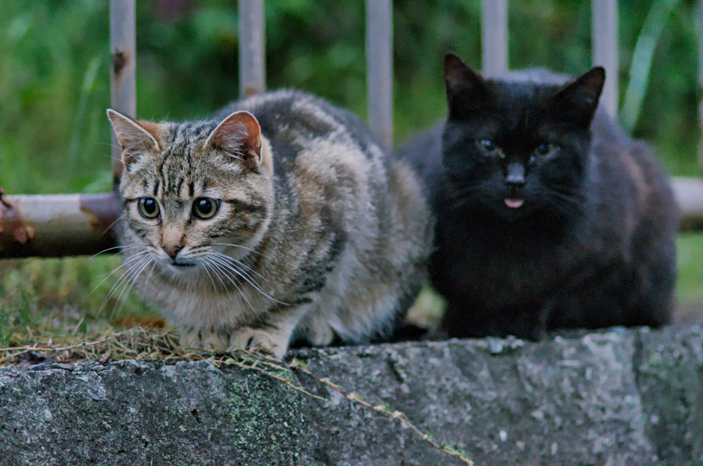 吾輩は猫である、ニャー # 990