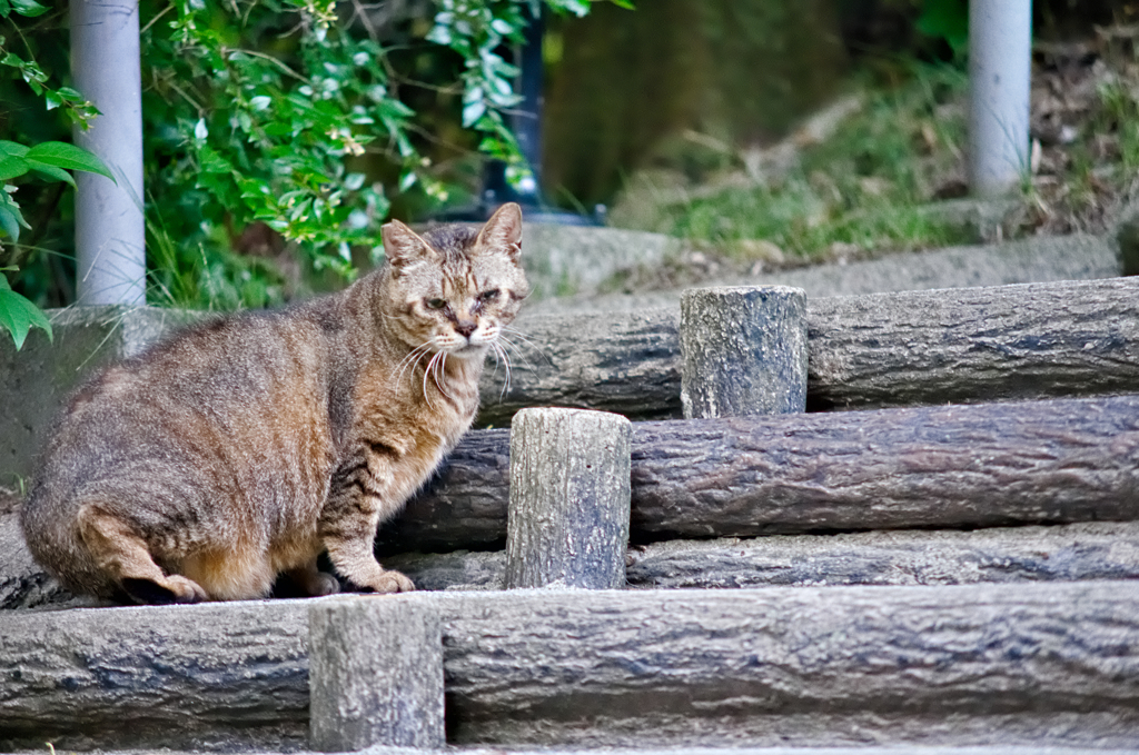 吾輩は猫である、ニャー # 322
