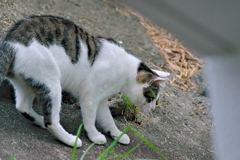 吾輩は猫である、ニャー # 537