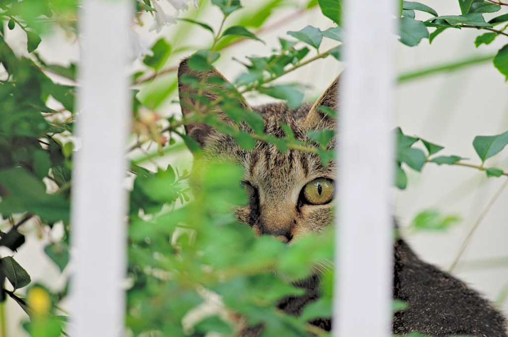 吾輩は猫である、ニャー # 378