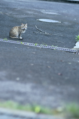吾輩は猫である、ニャー # 252