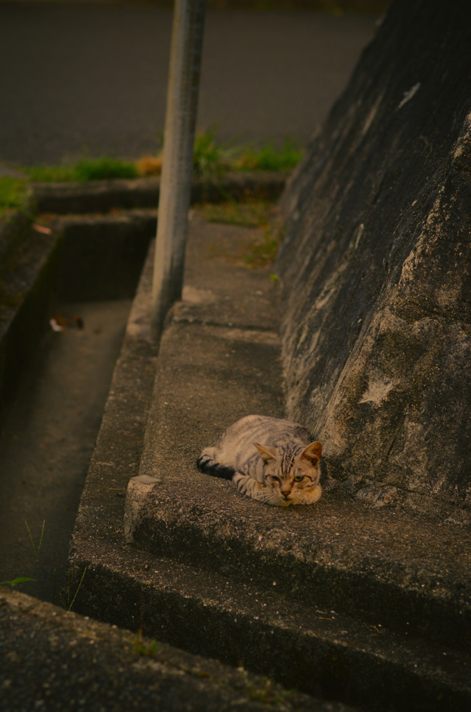 吾輩は猫である、ニャー # 1199