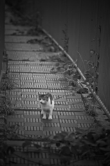 吾輩は猫である、ニャー # 40