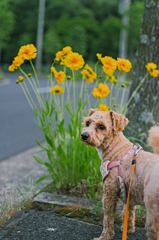 my pretty dog Ⅱ # 308