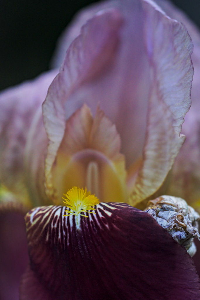 ジャーマンアイリス