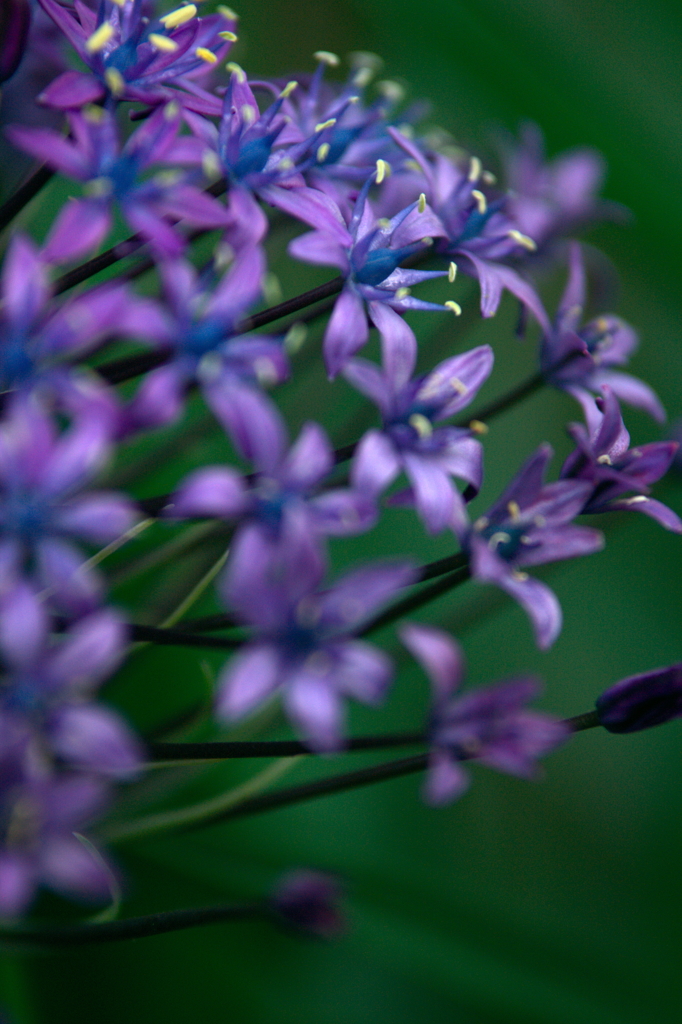 シラー・ペルビアナ