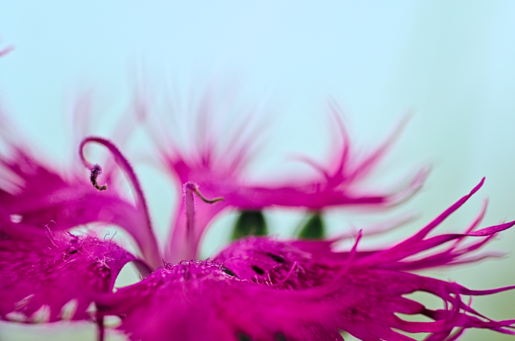 カワラナデシコ