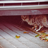 吾輩は猫である、ニャー # 1079