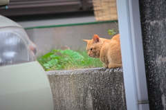 吾輩は猫である、ニャー # 895
