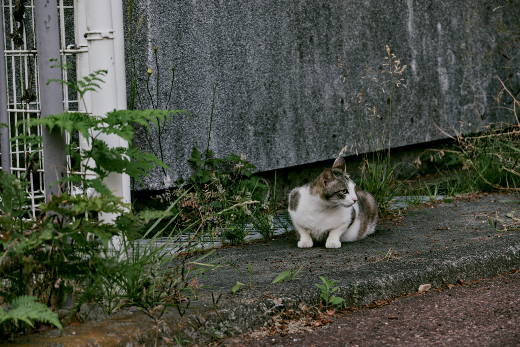 吾輩は猫である、ニャー # 1057