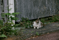 吾輩は猫である、ニャー # 1057
