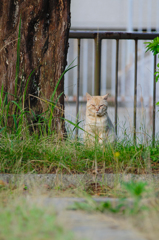 吾輩は猫である、ニャー # 412