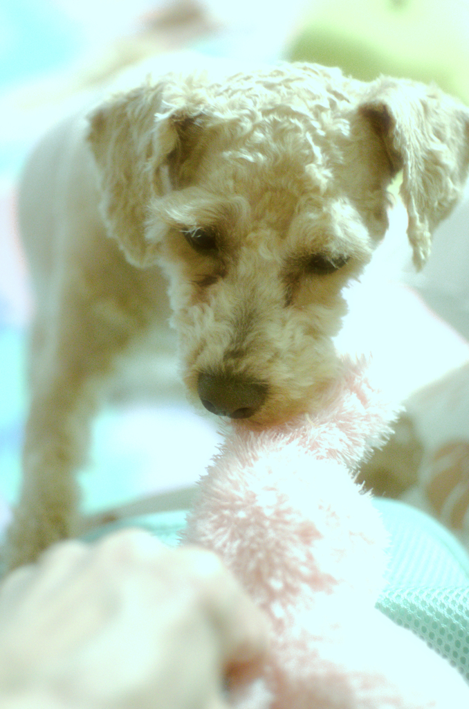 my pretty dog Ⅱ # 291