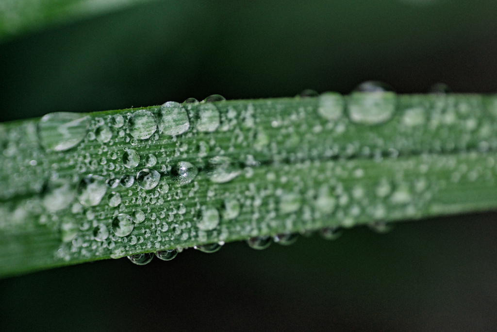 雨上がり