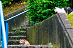 吾輩は猫である、ニャー # 339