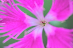 カワラナデシコ