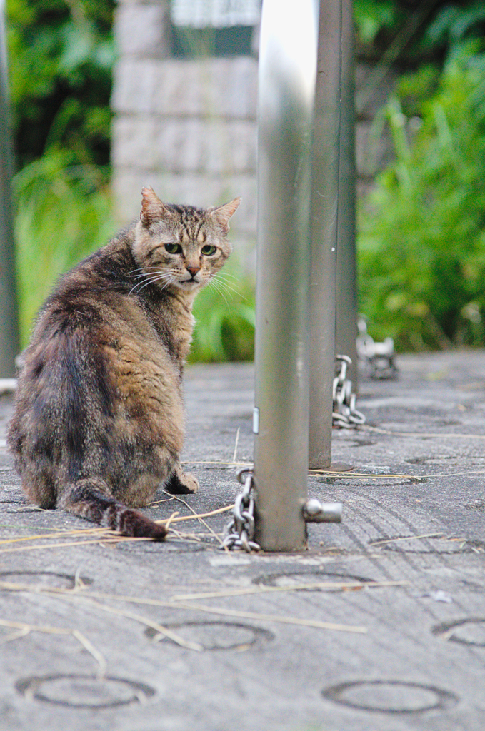 吾輩は猫である、ニャー # 396