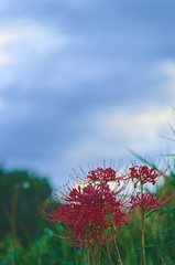 曼珠沙華