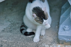 吾輩は猫である、ニャー # 532