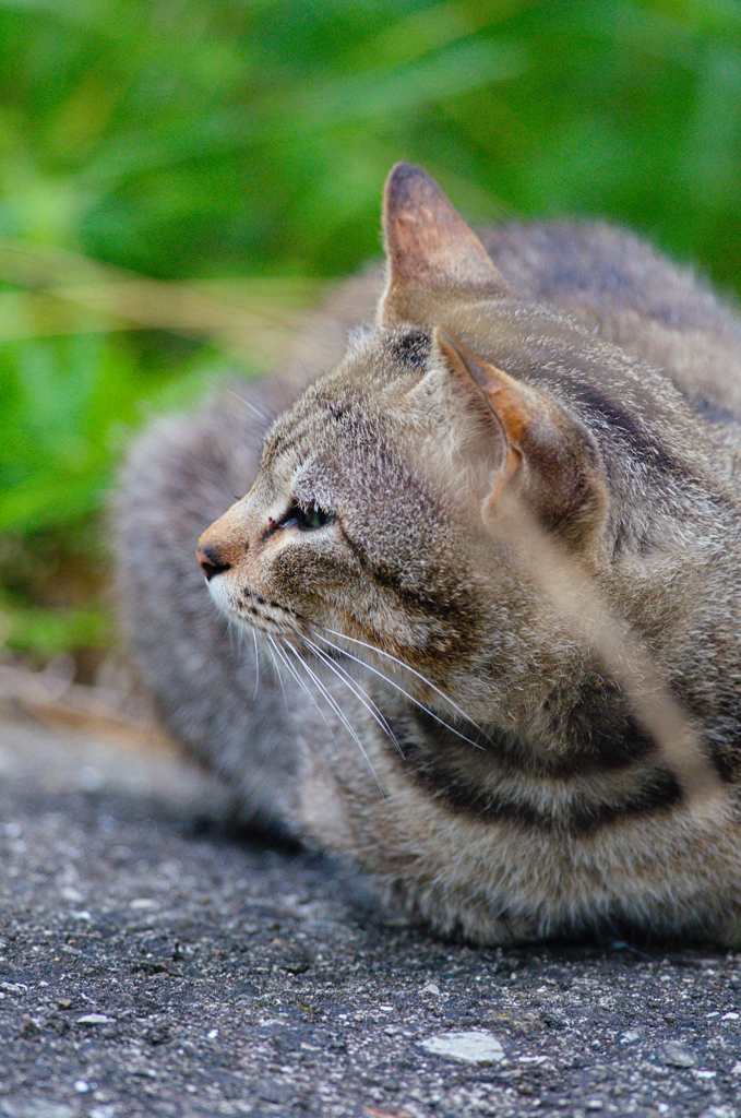 吾輩は猫である、ニャー # 350
