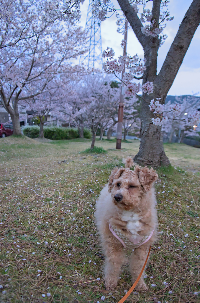 my pretty dog Ⅱ # 249