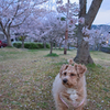 my pretty dog Ⅱ # 249