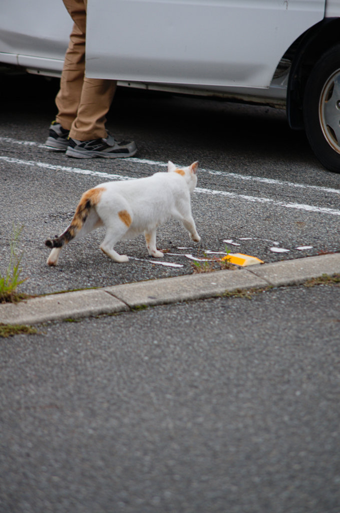 吾輩は猫である、ニャー # 635