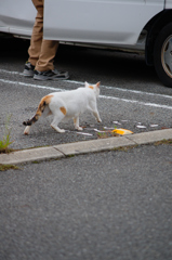 吾輩は猫である、ニャー # 635
