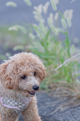 my pretty dog Ⅱ # 132