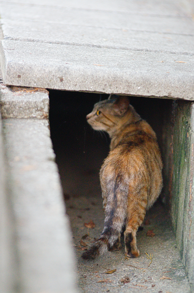 吾輩は猫である、ニャー # 450
