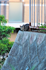 吾輩は猫である、ニャー # 413