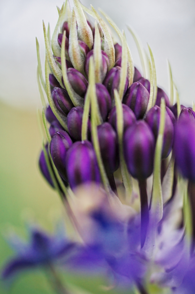 シラー ペルビアナ