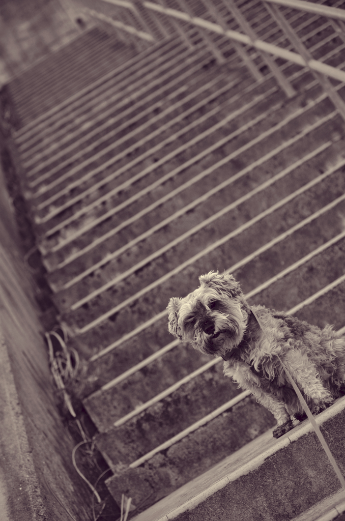 my pretty dog # 192