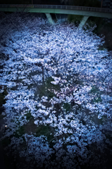 お散歩桜　#7