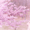 河津桜