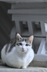 吾輩は猫である、ニャー # 207