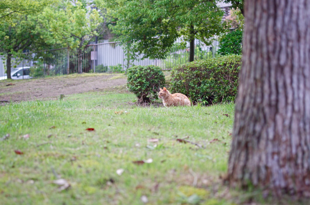 吾輩は猫である、ニャー # 774