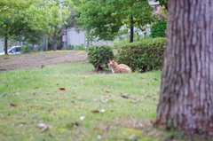 吾輩は猫である、ニャー # 774
